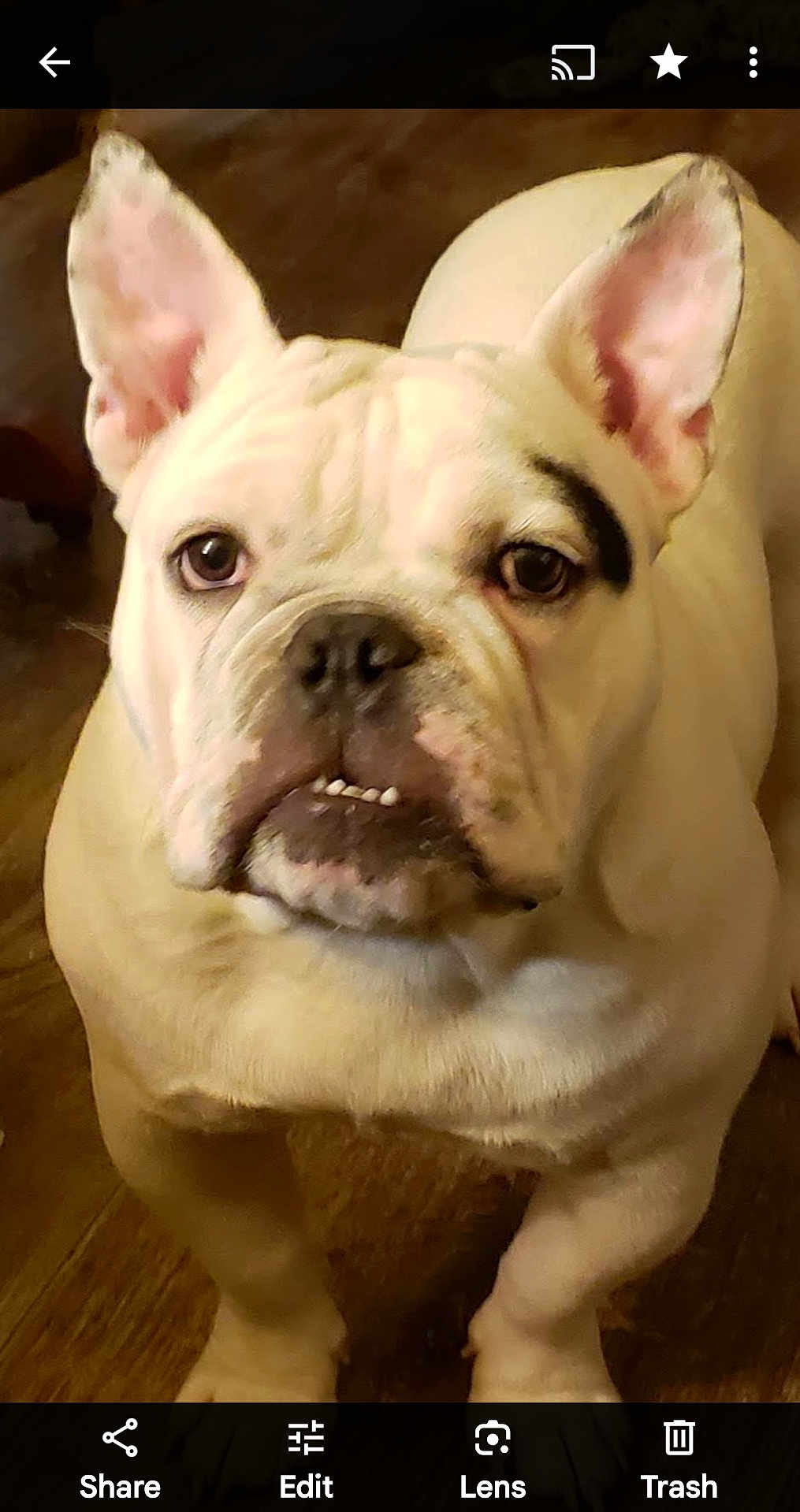 Lil Wyte is registered to the contest to win money with this photo: dog, bulldog, white_dog, pet, animal, indoor, wooden_floor, closeup, portrait, face, ears, paw, looking_up, canine, mammal, domestic_animal, cute, friendly, standing, companion