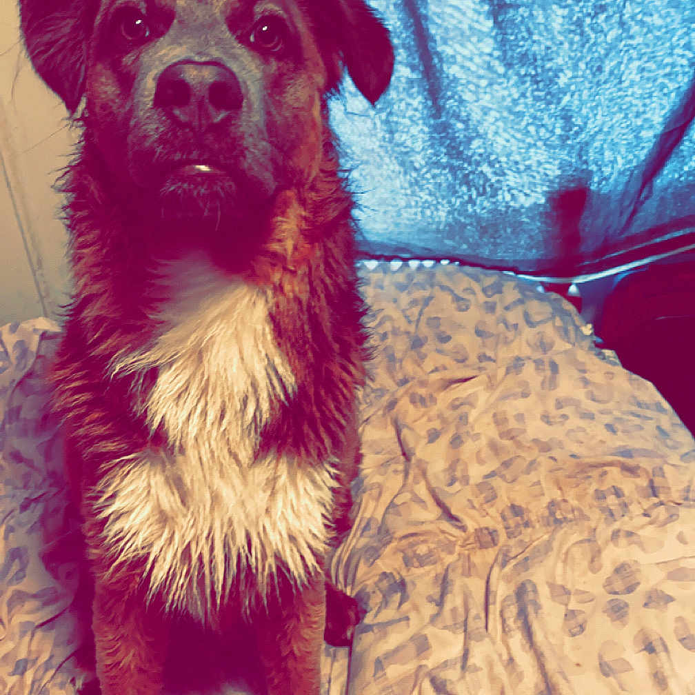 Socks joined the competition — help win amazing prizes! animal, bed, blanket, brown, curtain, cute, dog, domestic, ears, expression, face, fur, indoor, looking, nose, pet, room, sitting, wet, white