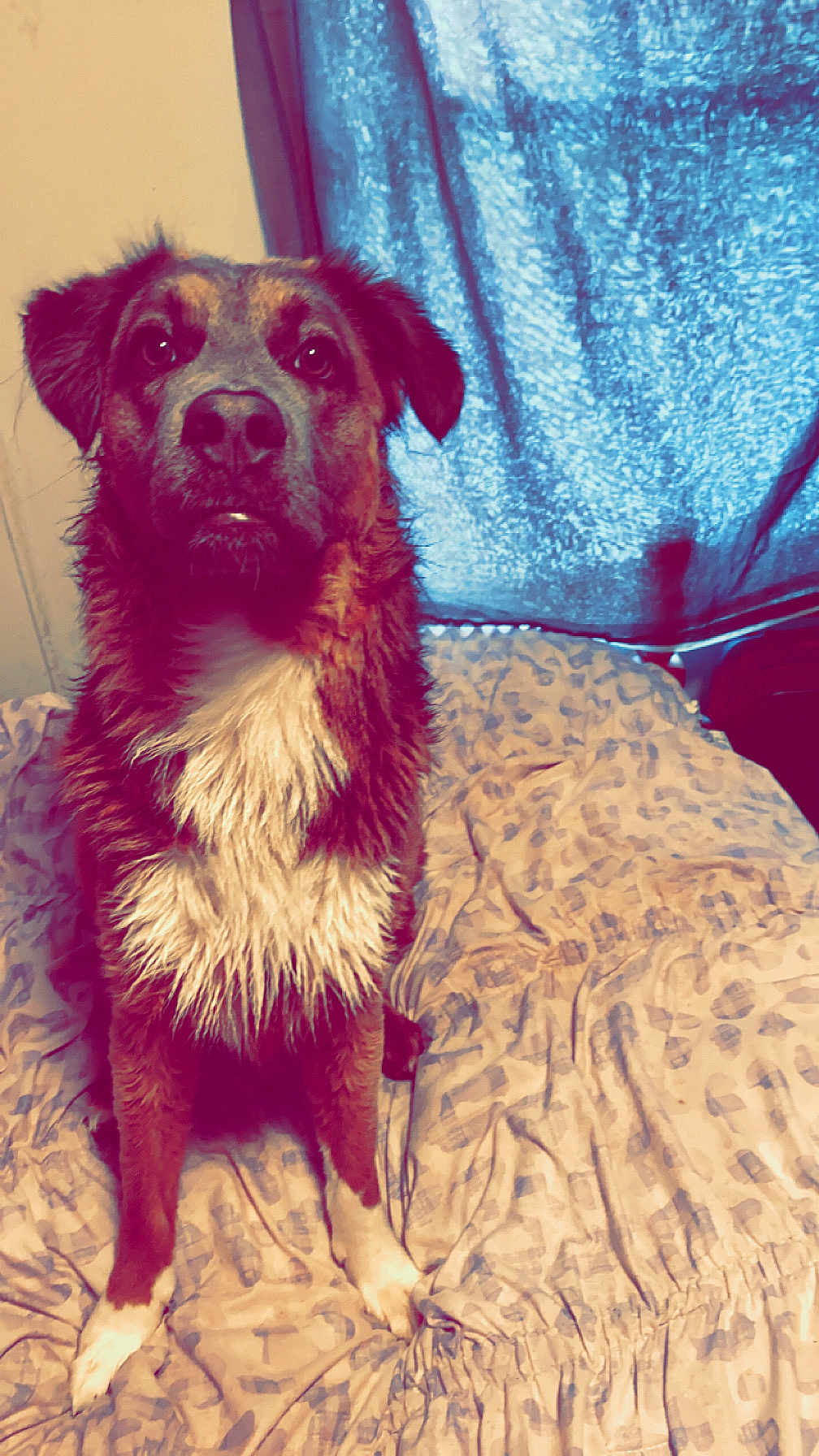 Socks joined the competition — help win amazing prizes! dog, wet, bed, blanket, indoor, pet, curtain, fur, animal, brown, white, ears, face, nose, sitting, looking, domestic, cute, expression, room