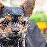 puppy, dog, close_up, cute, pet, animal, fur, ears, black, brown, eyes, nose, portrait, outdoor, blurred_background, young, face, looking, adorable, small