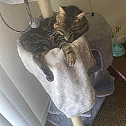Basil joined the competition — help win amazing prizes! blanket, carpet, cat, cat_tree, cozy, furniture, grooming, handbag, home, indoor, paws, pet, relaxation, scratching_post, sleepy, sunlight, tabby_cat, toy_ball, vertical_blinds, water_fountain