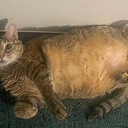 Precious joined the competition — help win amazing prizes! alert, animal, cat, curled_paws, cute, domestic_animal, feline, floor, fluffy, fur, green_rug, indoor, lying_down, mammal, pet, resting, tabby_cat, tail, whiskers, wide_eyes
