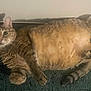 alert, animal, cat, curled_paws, cute, domestic_animal, feline, floor, fluffy, fur, green_rug, indoor, lying_down, mammal, pet, resting, tabby_cat, tail, whiskers, wide_eyes