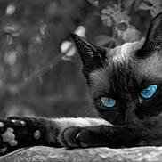 Simone participe au concours pour gagner de l'argent avec cette photo : animal, black_and_white, blue_eyes, cat, claw, close_up, contrast, ears, feline, focus, fur, laying_down, muzzle, nature, outdoor, paw, portrait, relaxed, sharp_eyes, whiskers