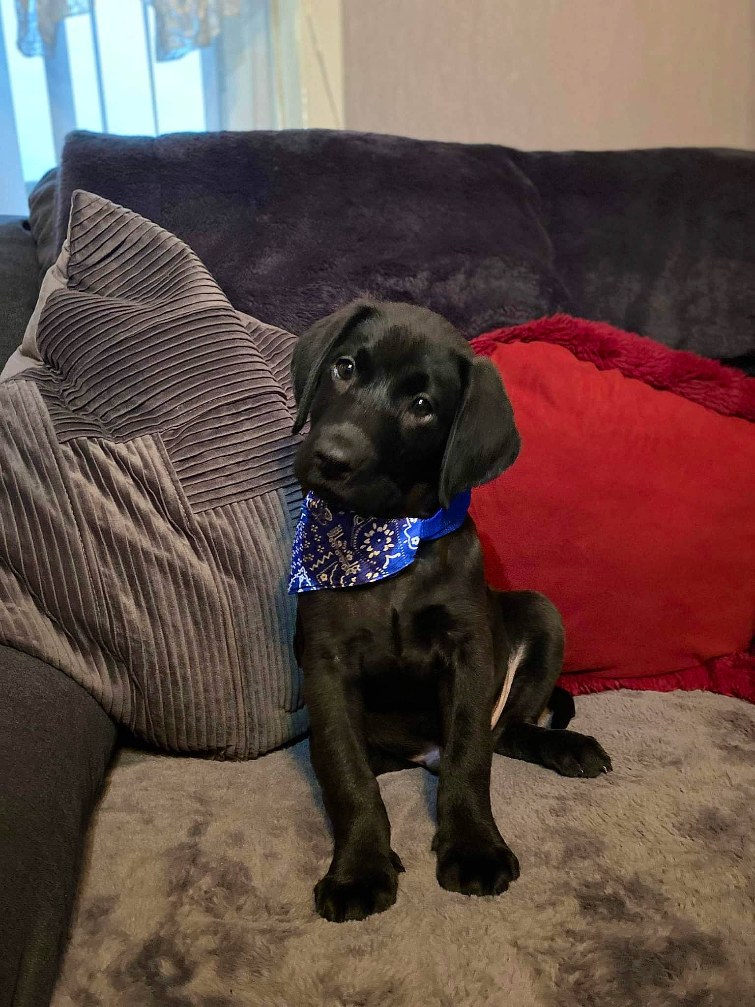 Denzel joined the competition — help win amazing prizes! borador, canidae, carnivore, comfort, companion_dog, curtain, dog, dog_breed, dog_collar, fawn, fur, grey, guard_dog, gun_dog, liver, pet_supply, snout, sporting_group, terrestrial_animal, working_animal