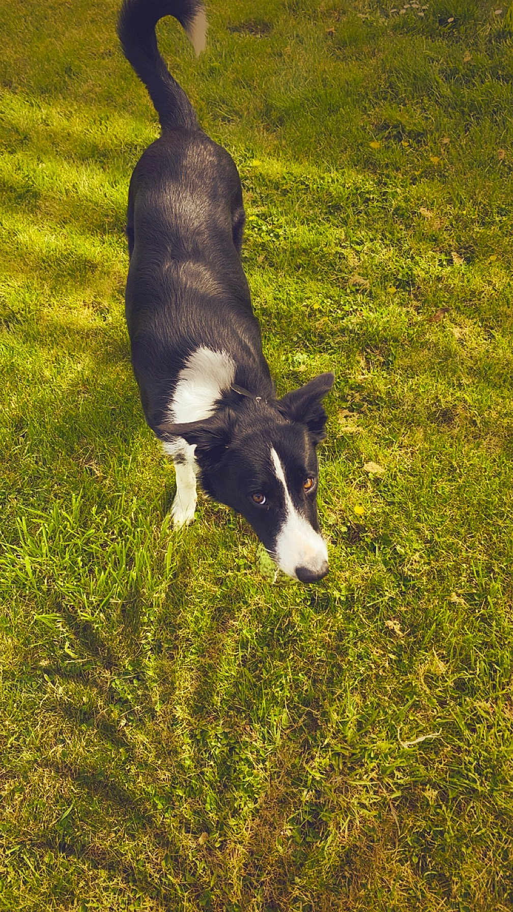 Umy participe au concours pour gagner de l'argent avec cette photo : accessories, animal, canine, collie, countryside, dog, farm, field, grass, grassland, lawn, meadow, nature, outdoors, pasture, pet, plant, puppy, rural, strap