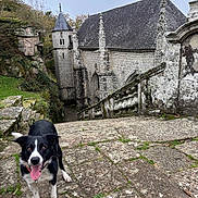 Umy participe au concours pour gagner de l'argent avec cette photo : ancient_building, animal, black_and_white, dog, gothic_architecture, grass, greenery, happy_dog, historic, leaves, moss, nature, outdoor, overcast_sky, pathway, pet, stone_steps, stone_wall, tongue_out, turret