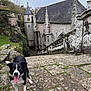 ancient_building, animal, black_and_white, dog, gothic_architecture, grass, greenery, happy_dog, historic, leaves, moss, nature, outdoor, overcast_sky, pathway, pet, stone_steps, stone_wall, tongue_out, turret