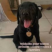 Lilo a rejoint le concours — aidez-le/la à gagner de superbes lots ! black_dog, puppy, tongue_out, collar, name_tag, heart_shaped_tag, indoor, tiled_floor, happy_dog, pet, canine, sitting, floor, household, background_objects, cute, animal, pet_accessory, dog_face, dog_tag