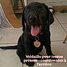 black_dog, puppy, tongue_out, collar, name_tag, heart_shaped_tag, indoor, tiled_floor, happy_dog, pet, canine, sitting, floor, household, background_objects, cute, animal, pet_accessory, dog_face, dog_tag