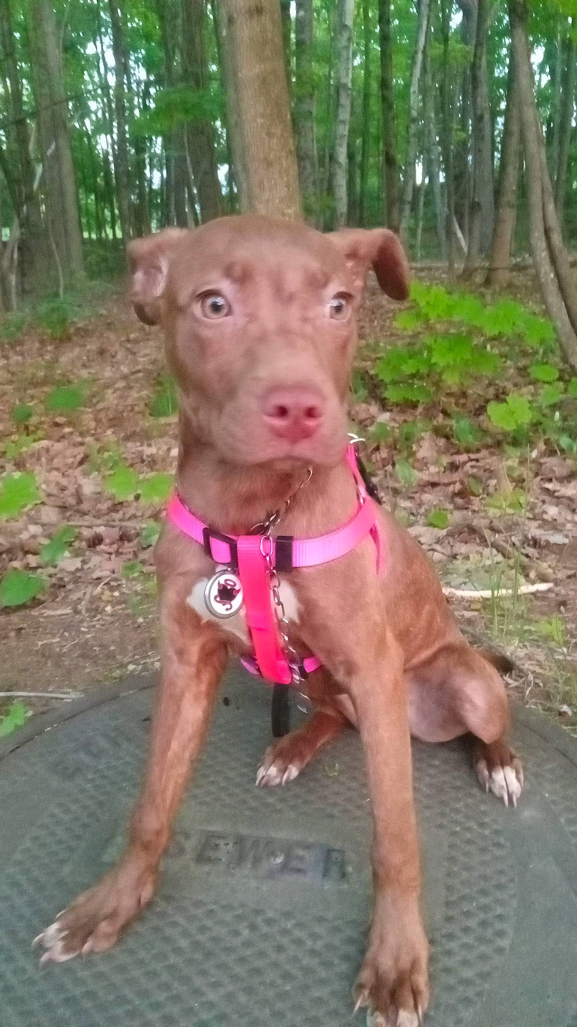 Roxanne is registered to the contest to win money with this photo: canidae, carnivore, collar, companion_dog, dog, dog_breed, dog_collar, dog_supply, fashion_accessory, fawn, grass, liver, pet_supply, plant, snout, sporting_group, tail, terrestrial_animal, tree, working_animal