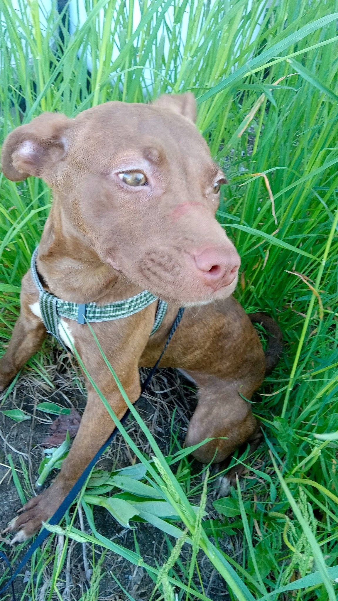 Roxanne joined the competition — help win amazing prizes! canidae, carnivore, collar, companion_dog, dog, dog_breed, dog_collar, fawn, grass, grassland, groundcover, hunting_dog, liver, plant, snout, sporting_group, terrestrial_animal, whiskers, wildlife, working_animal