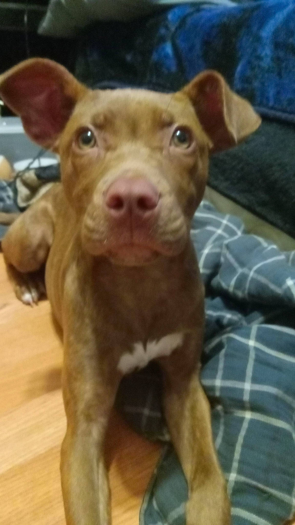 Roxanne is registered to the contest to win money with this photo: canidae, carnivore, companion_dog, dog, dog_breed, eye, fawn, fur, hardwood, liver, non_sporting_group, puppy, snout, sporting_group, terrestrial_animal, whiskers, wood, working_animal