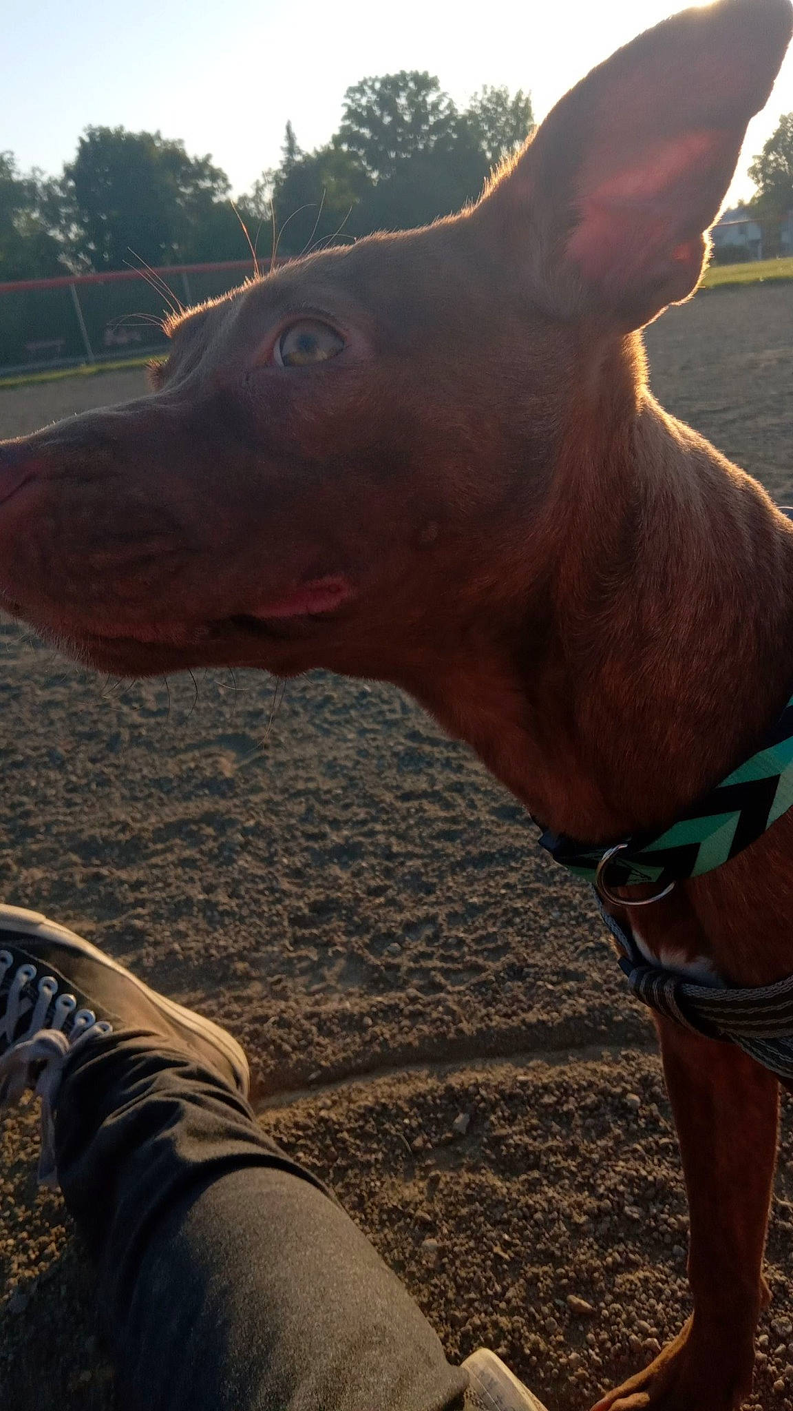 Roxanne joined the competition — help win amazing prizes! canidae, carnivore, collar, dog, dog_breed, fawn, gesture, grass, happy, landscape, liver, livestock, sky, snout, sporting_group, sunlight, tree, whiskers, wood, working_animal