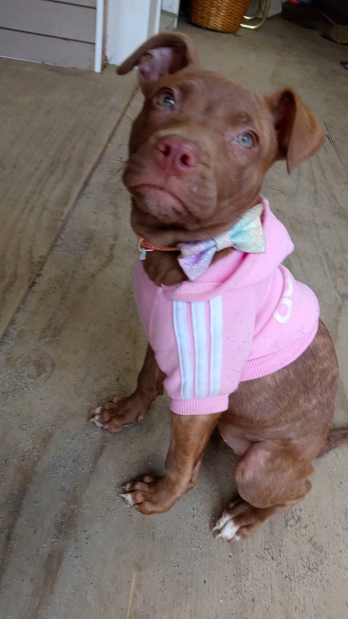 Roxanne is registered to the contest to win money with this photo: canidae, carnivore, collar, companion_dog, dog, dog_breed, dog_clothes, dog_collar, dog_supply, fawn, fur, liver, pet_supply, pink, snout, sporting_group, terrestrial_animal, whiskers, wood, working_animal