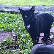 Kittymeowmeow joined the competition — help win amazing prizes! alert, animal, black_cat, boot, cat, closeup, curious, daylight, fur, garden, grass, greenery, mammal, nature, outdoor, pet, plant, stone_path, tail, whiskers