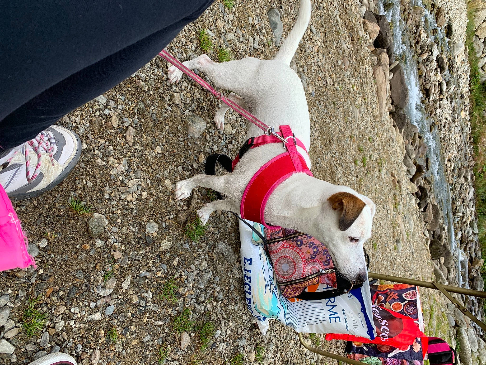 Lovely a rejoint le concours — aidez-le/la à gagner de superbes lots ! american_staffordshire_terrier, bull_terrier, bull_terrier_miniature, canidae, carnivore, dog, dog_breed, fawn, jack_russell_terrier, leash, non_sporting_group, terrier