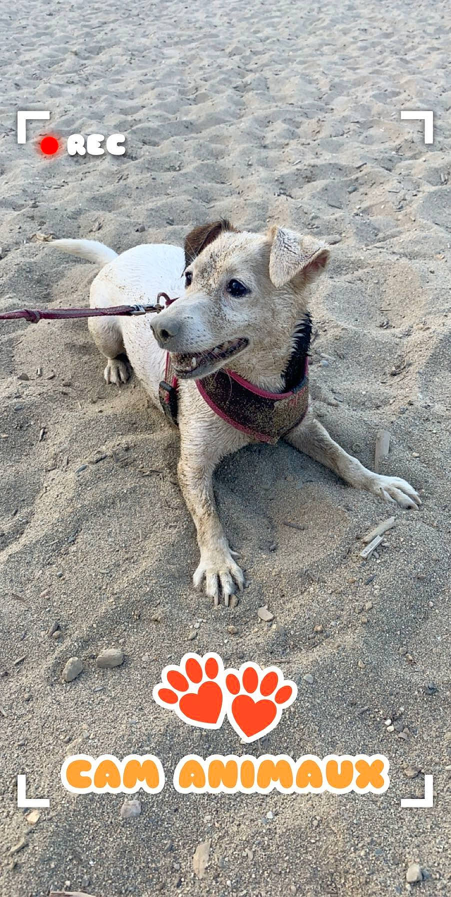 Lovely a rejoint le concours — aidez-le/la à gagner de superbes lots ! american_pit_bull_terrier, aspin, bully_kutta, canidae, carnivore, cordoba_fighting_dog, dog, dog_breed, mammal, non_sporting_group, photo_caption, rare_breed_dog, street_dog, vertebrate