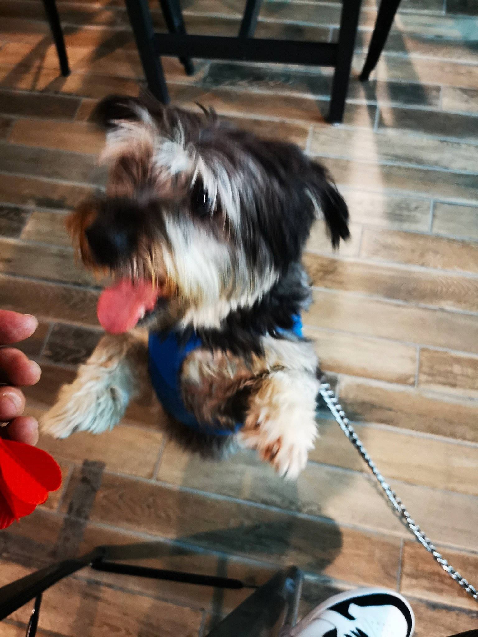 Quizz a rejoint le concours — aidez-le/la à gagner de superbes lots ! canidae, carnivore, collar, companion_dog, dog, dog_breed, dog_supply, flooring, fur, hardwood, small_terrier, sporting_group, tail, terrier, toy_dog, wood, working_animal, working_dog