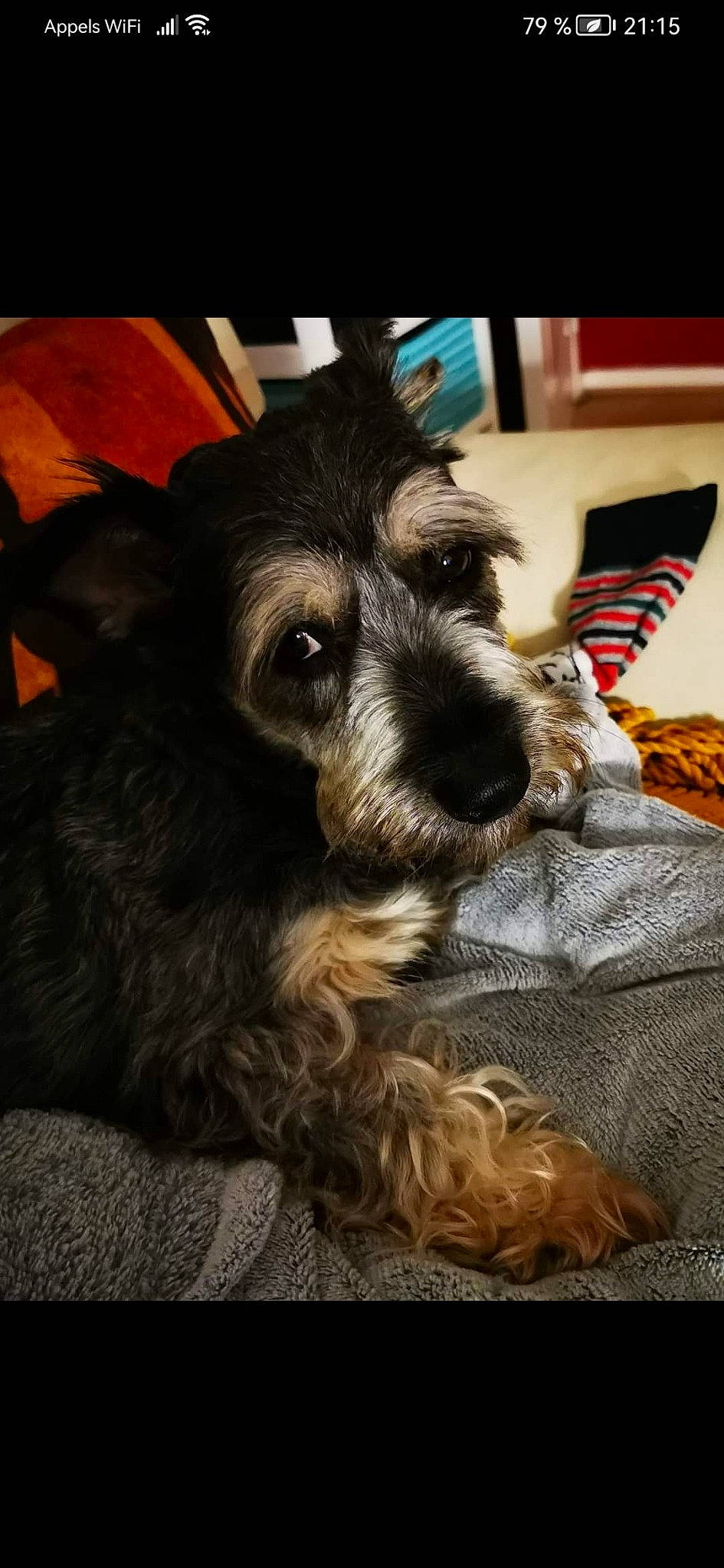 Quizz participe au concours pour gagner de l'argent avec cette photo : canidae, carnivore, comfort, companion_dog, dog, dog_breed, dog_supply, ear, fur, small_terrier, snout, sporting_group, terrestrial_animal, terrier, toy_dog, water_dog, whiskers, working_animal