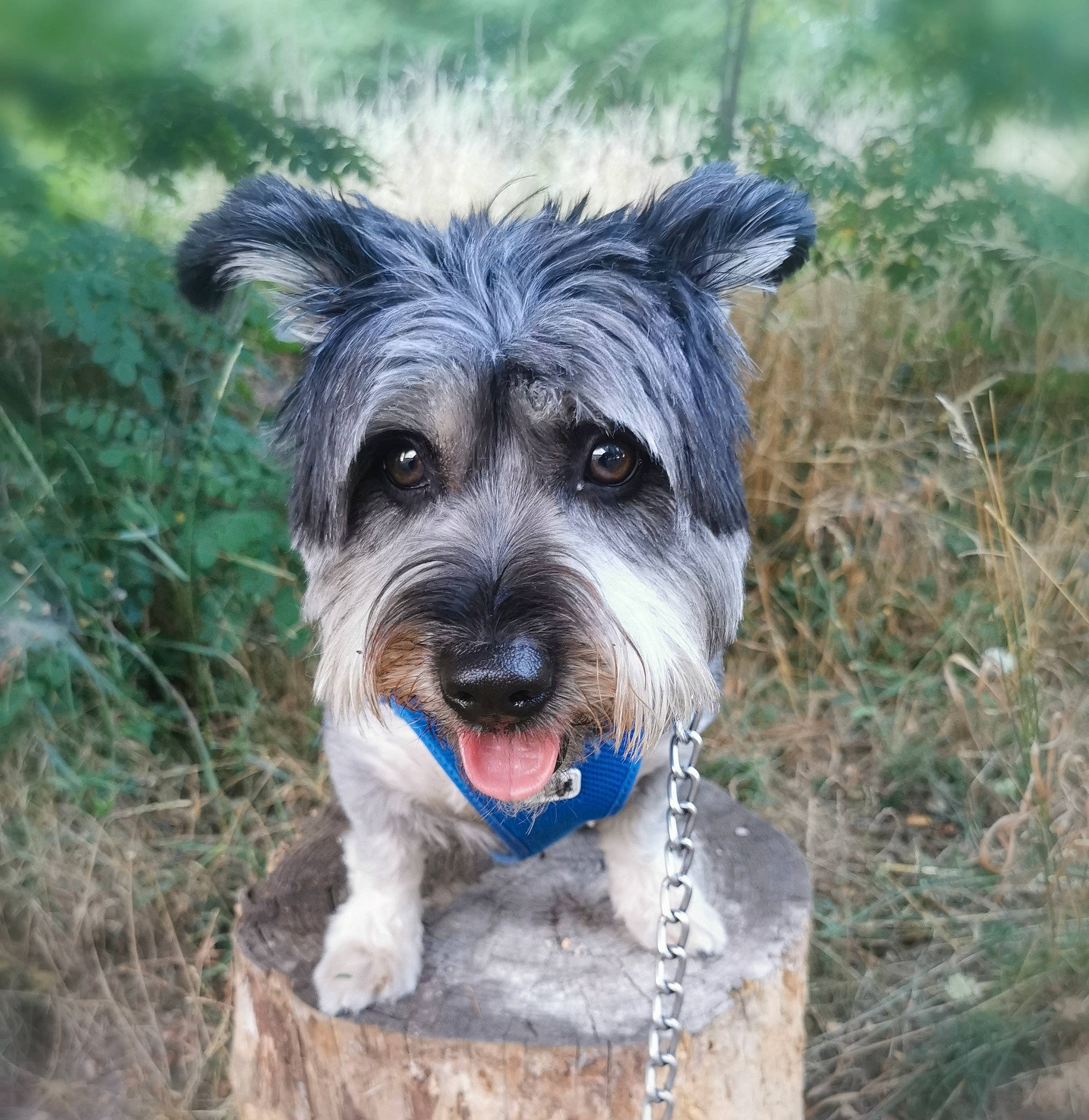 Quizz a rejoint le concours — aidez-le/la à gagner de superbes lots ! biewer_terrier, canidae, carnivore, circle, companion_dog, dog, dog_breed, dog_supply, grass, maltepoo, non_sporting_group, plant, puppy, schnauzer, small_terrier, snout, sporting_group, terrier, toy_dog, working_animal