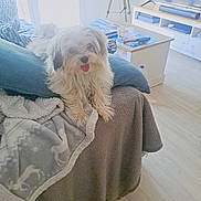 Athos participe au concours pour gagner de l'argent avec cette photo : blanket, coffee_table, couch, cozy, cushion, dog, fluffy, home, indoor, living_room, magazines, natural_light, pet, relaxed, television, tongue_out, tripod, tv_stand, white_dog, wooden_floor