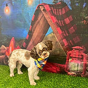 Max joined the competition — help win amazing prizes! artificial_grass, backdrop, bandana, brown_and_white, camping_theme, cute, dog, eyes, fur, indoor_setup, lantern, nose, pet, plaid, portrait, small_dog, standing, string_lights, studio_photo, tent