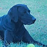 dog, black_dog, tennis_ball, grass, outdoor, pet, animal, canine, laying_down, nature, greenery, playing, resting, summer, daylight, field, muzzle, ears, fur, quiet