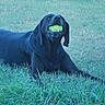 dog, black_dog, tennis_ball, grass, outdoor, pet, animal, playing, mouth, lying_down, nature, canine, fun, fetch, green, summer, happy, closeup, tongue, ears