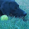 dog, black_dog, grass, tennis_ball, outdoor, pet, animal, nature, laying_down, playing, canine, close_up, snout, ears, green_grass, daylight, field, relaxed, muzzle, resting