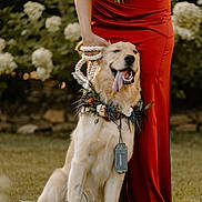 Tucker is registered to the contest to win money with this photo: animal, bouquet, celebration, dog, flower_garland, footwear, garden, golden_retriever, grass, happy, leash, nature, outdoor, panting, person, pet, portrait, red_dress, summer, tattoo
