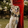 animal, bouquet, celebration, dog, flower_garland, footwear, garden, golden_retriever, grass, happy, leash, nature, outdoor, panting, person, pet, portrait, red_dress, summer, tattoo