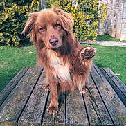 Major participe au concours pour gagner de l'argent avec cette photo : animal, brown_fur, bushes, canine, cute, daylight, dog, friendly, fur, grass, nature, outdoor, park, paw_raised, pet, portrait, sitting, stone_wall, wooden_table, yellow_flowers