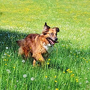 Prosper participe au concours pour gagner de l'argent avec cette photo : animal, canine, daytime, dog, ears_flapping, field, grass, greenery, happy, joyful, meadow, nature, outdoor, pet, playful, running, summer, sunlight, tongue_out, wildflowers