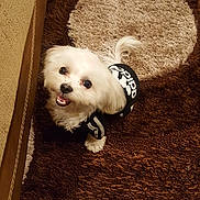 Nylah is registered to the contest to win money with this photo: dog, pet, small_dog, white_fur, adidas_jacket, clothing, smiling, looking_up, big_eyes, indoor, carpet, rug, tail, paw, cute, portrait, close_up, home, floor, cozy