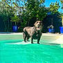 dog, labrador, pool, water, outdoor, sunlight, plants, greenery, blue_sky, happy, pet, summer, backyard, trees, potted_plants, canine, animal, sunny, playing, nature
