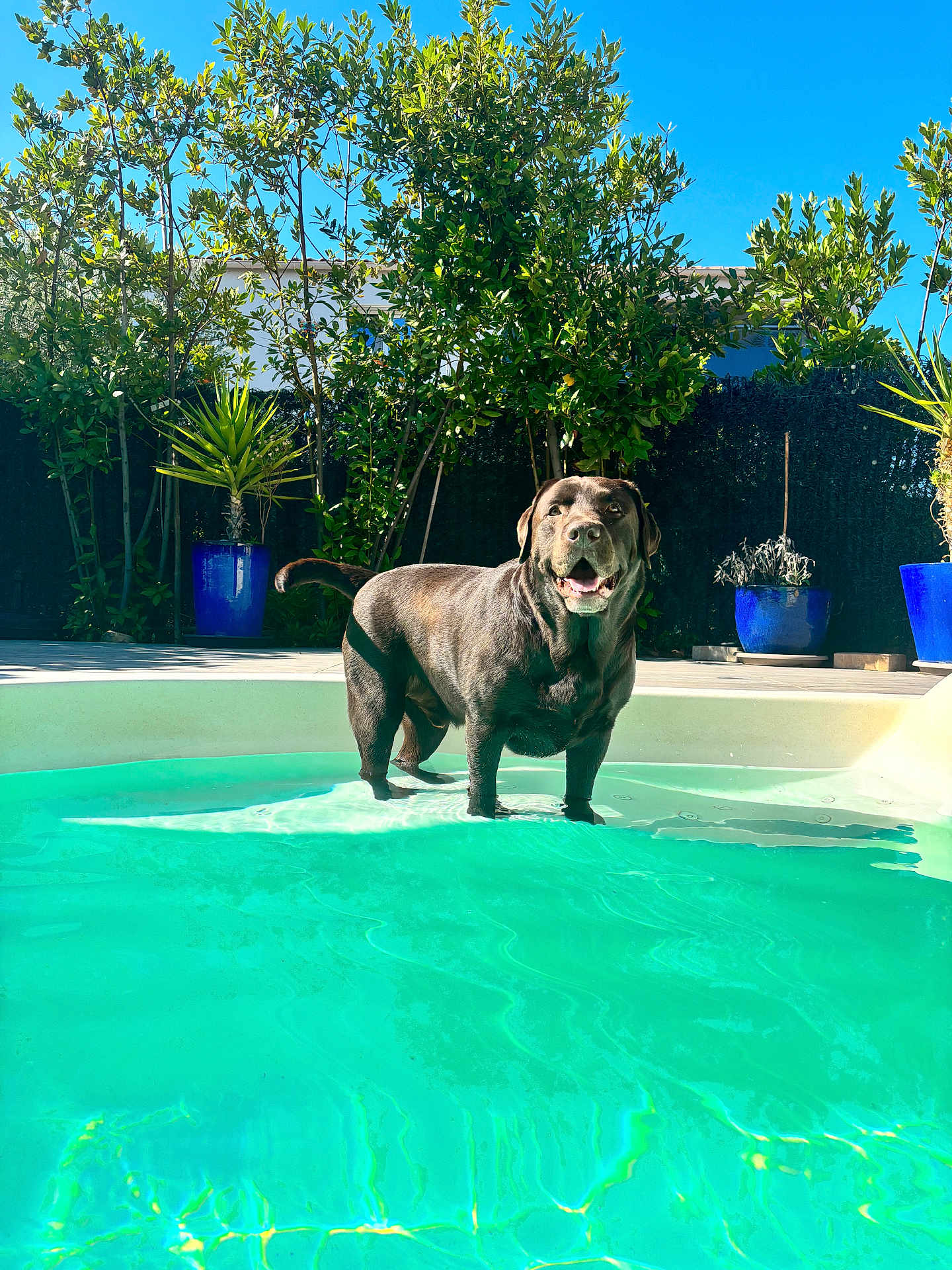 Sylhane participe au concours pour gagner de l'argent avec cette photo : dog, labrador, pool, water, outdoor, sunlight, plants, greenery, blue_sky, happy, pet, summer, backyard, trees, potted_plants, canine, animal, sunny, playing, nature