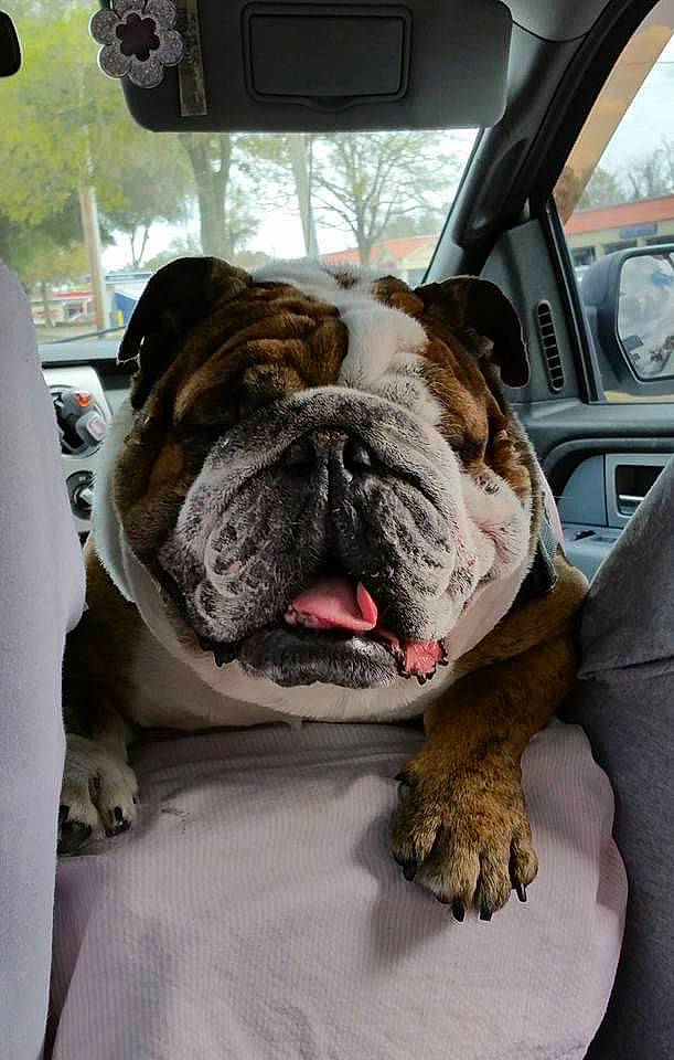 Bubba is registered to the contest to win money with this photo: bulldog, canidae, carnivore, collar, comfort, companion_dog, dog, dog_breed, dog_collar, dorset_olde_tyme_bulldogge, fawn, fur, molosser, sky, snout, sporting_group, whiskers, white_english_bulldog, working_dog, wrinkle