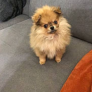 Sky a rejoint le concours — aidez-le/la à gagner de superbes lots ! affenpinscher, animal, canine, chair, chihuahua, chow, cockerspaniel, couch, cushion, dog, eskimodog, furniture, homedecor, indoors, interiordesign, papillon, pet, poodle, puppy, terrier