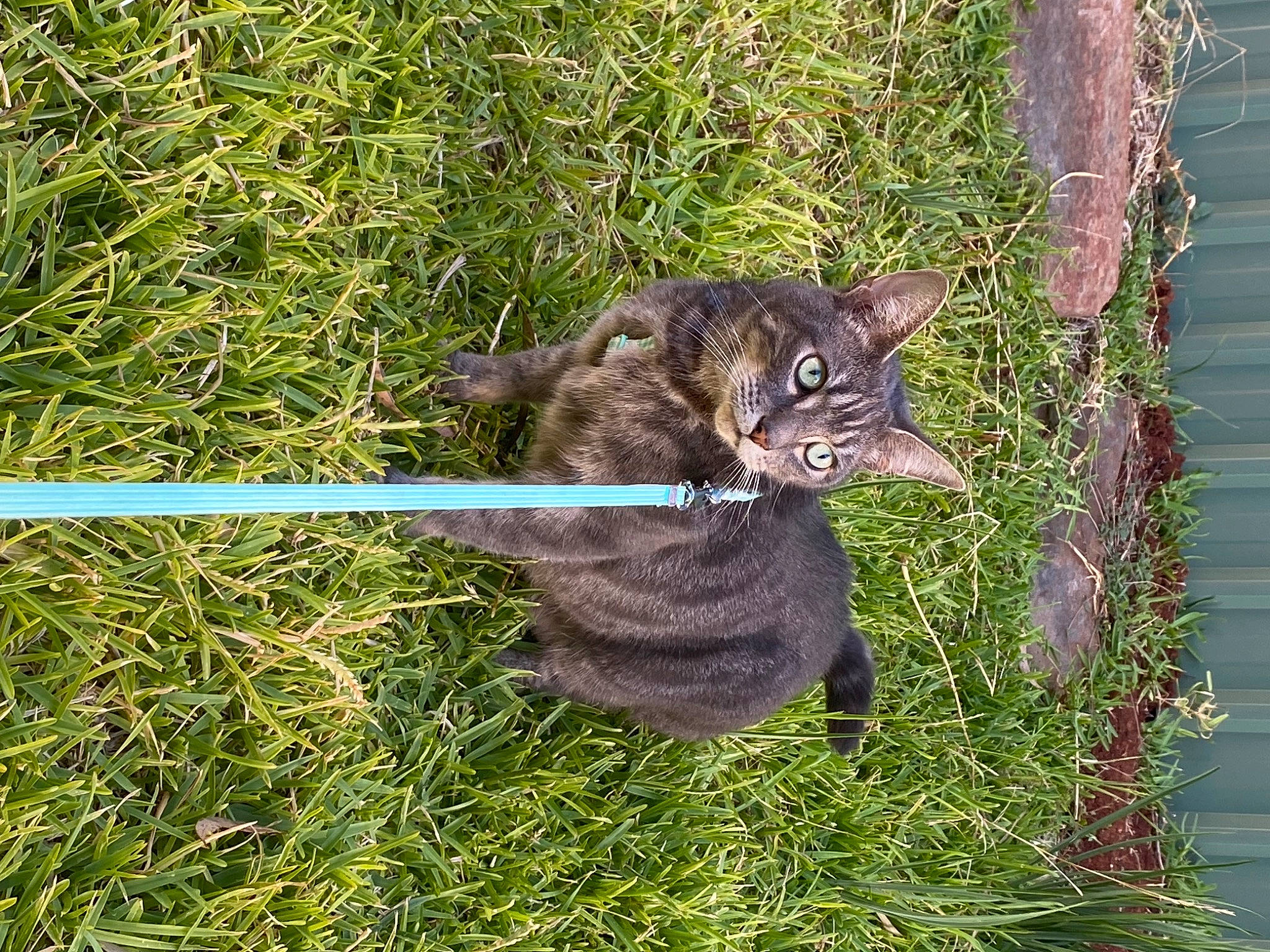 Diesel is registered to the contest to win money with this photo: bobcat, canidae, carnivore, cat, dog_breed, domestic_short_haired_cat, eye, felidae, fur, grass, groundcover, lynx, plant, small_to_medium_sized_cats, snout, sporting_group, tail, terrestrial_animal, whiskers, wolf