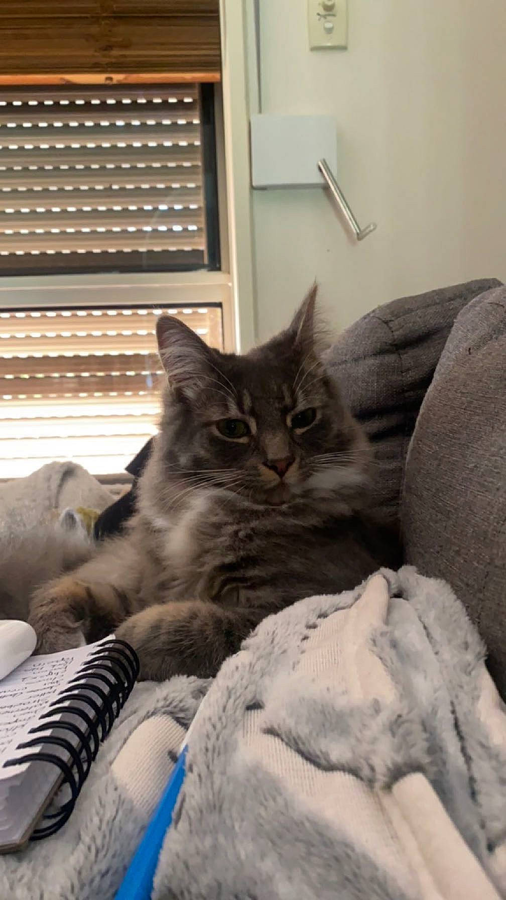 Turbo joined the competition — help win amazing prizes! bed, bed_sheet, bedding, carnivore, cat, comfort, domestic_short_haired_cat, felidae, fur, grey, linens, nap, paw, plant, room, sitting, small_to_medium_sized_cats, whiskers, window, window_blind