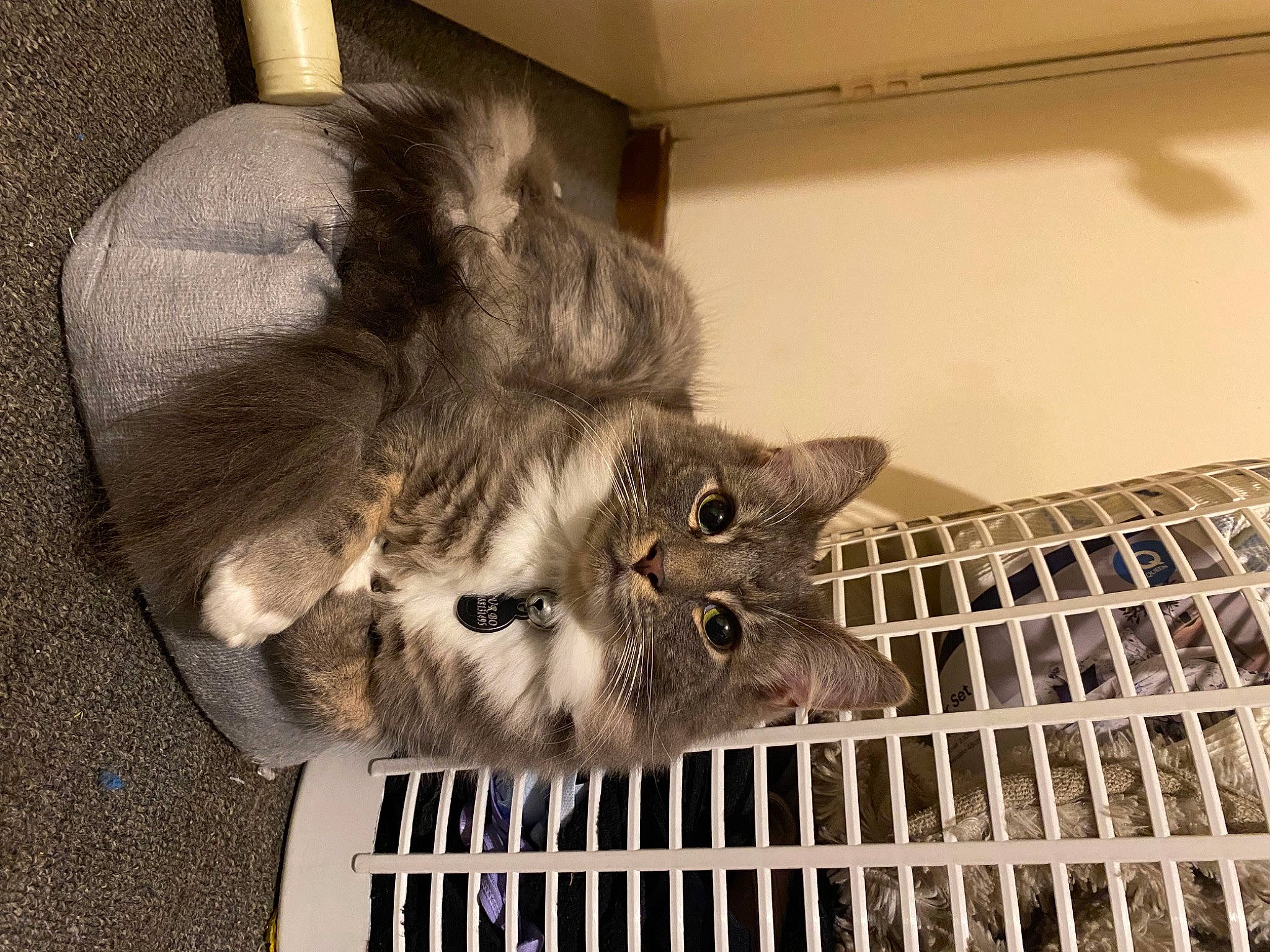 Turbo joined the competition — help win amazing prizes! animal_shelter, cage, canidae, carnivore, cat, cat_supply, claw, domestic_short_haired_cat, fawn, felidae, fur, mammal, paw, pet_supply, small_to_medium_sized_cats, snout, tail, terrestrial_animal, vertebrate, whiskers