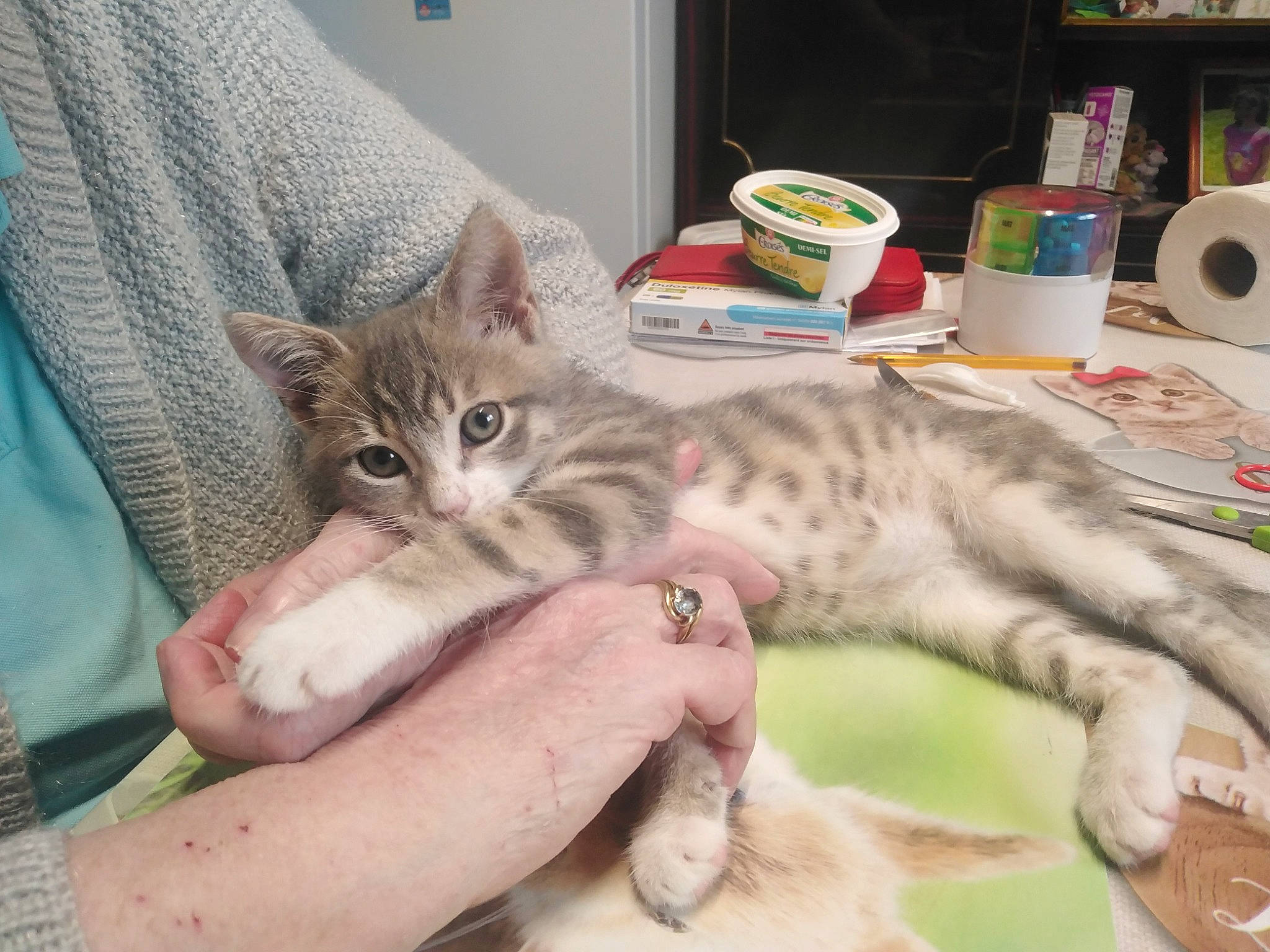 Tornade a rejoint le concours — aidez-le/la à gagner de superbes lots ! carnivore, cat, chair, claw, comfort, domestic_short_haired_cat, felidae, fur, hand, paper_towel, paw, serveware, small_to_medium_sized_cats, tableware, tail, tissue_paper, whiskers, wildlife