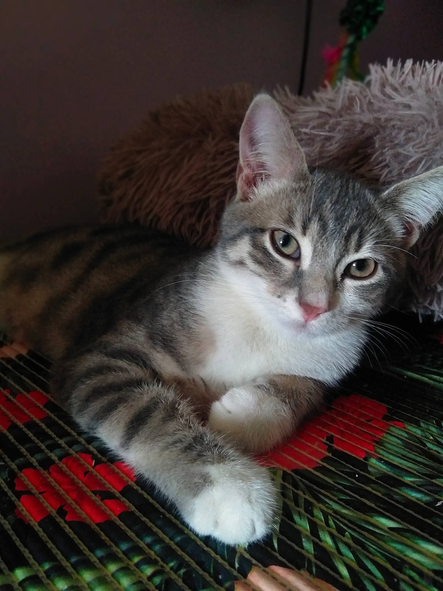 Tornade participe au concours pour gagner de l'argent avec cette photo : carnivore, cat, cat_furniture, cat_supply, claw, domestic_short_haired_cat, felidae, fur, holiday, paw, pet_supply, small_to_medium_sized_cats, tail, whiskers, window