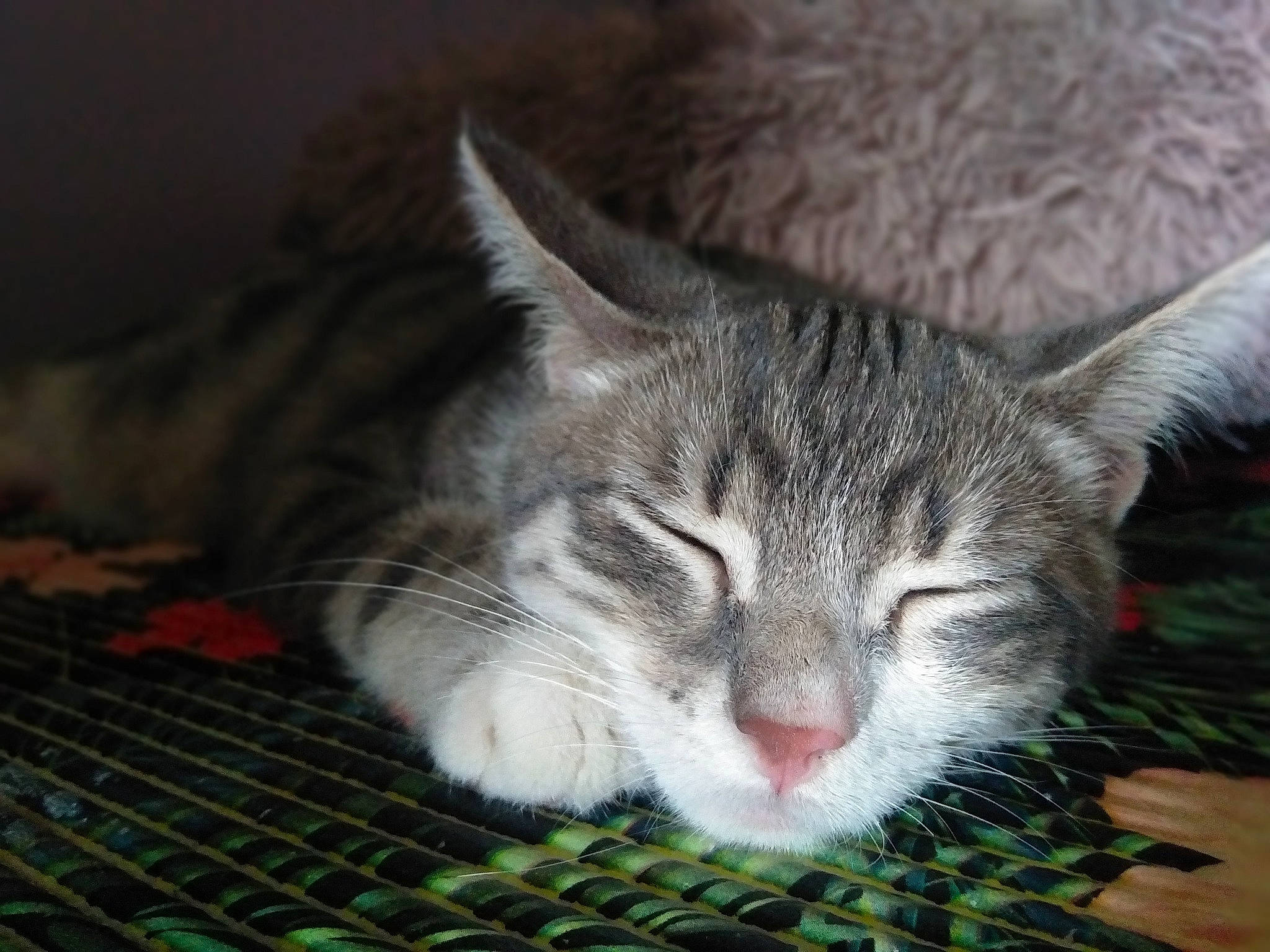 Tornade participe au concours pour gagner de l'argent avec cette photo : carnivore, cat, claw, domestic_short_haired_cat, eye, felidae, fur, grass, paw, plant, small_to_medium_sized_cats, snout, tail, tree, whiskers, wildlife, window