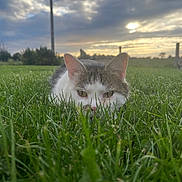 Filou a rejoint le concours — aidez-le/la à gagner de superbes lots ! cat, grass, outdoor, sunset, sky, clouds, field, nature, animal, pet, green, fur, whiskers, ears, eyes, closeup, animal_face, mammal, landscape, peaceful