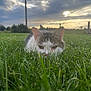 cat, grass, outdoor, sunset, sky, clouds, field, nature, animal, pet, green, fur, whiskers, ears, eyes, closeup, animal_face, mammal, landscape, peaceful