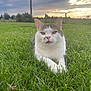 Filou participe au concours pour gagner de l'argent avec cette photo : cat, grass, outdoor, sunset, sky, clouds, animal, pet, nature, green, field, feline, mammal, relaxing, peaceful, closeup, portrait, daylight, whiskers, ears
