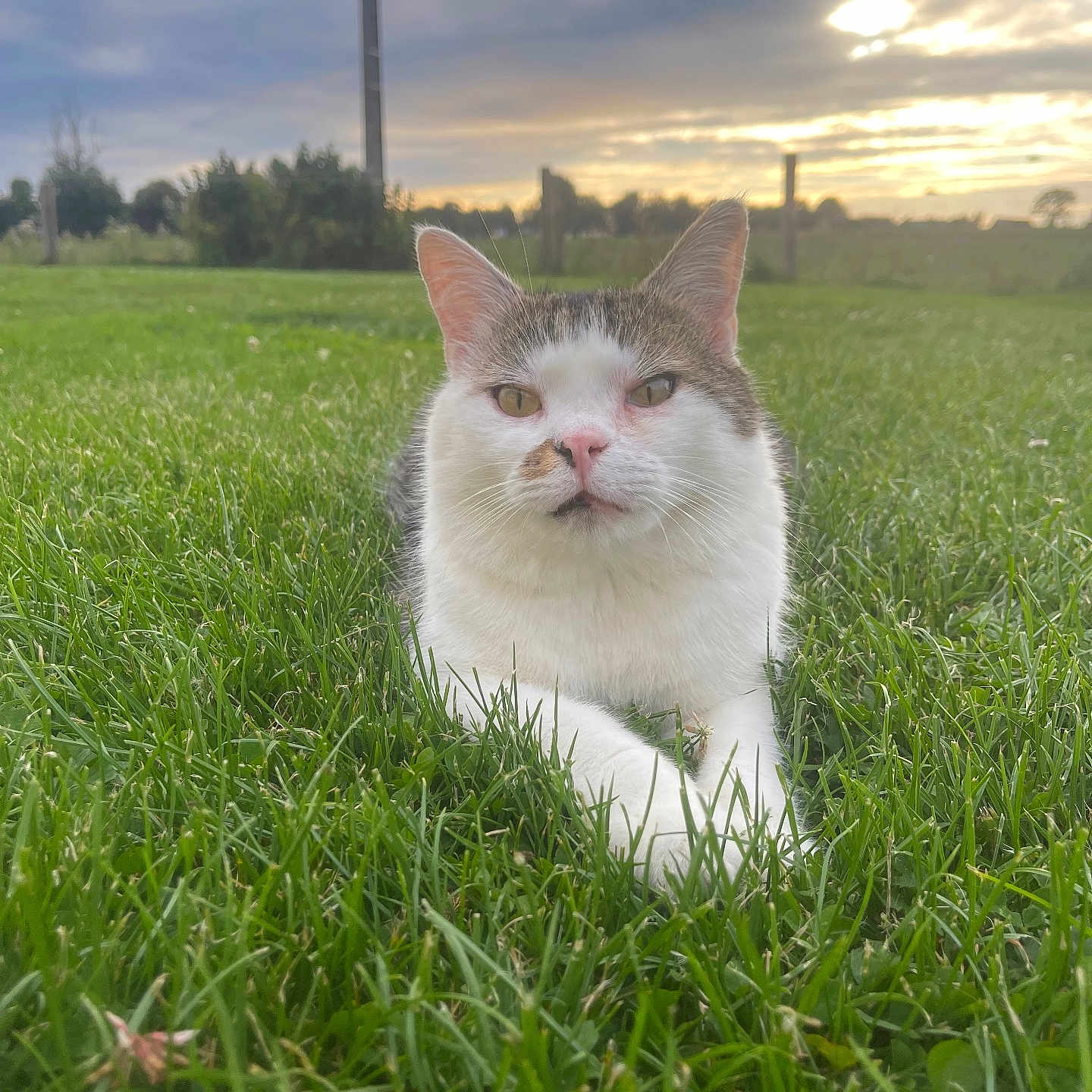 Filou participe au concours pour gagner de l'argent avec cette photo : animal, cat, closeup, clouds, daylight, ears, feline, field, grass, green, mammal, nature, outdoor, peaceful, pet, portrait, relaxing, sky, sunset, whiskers
