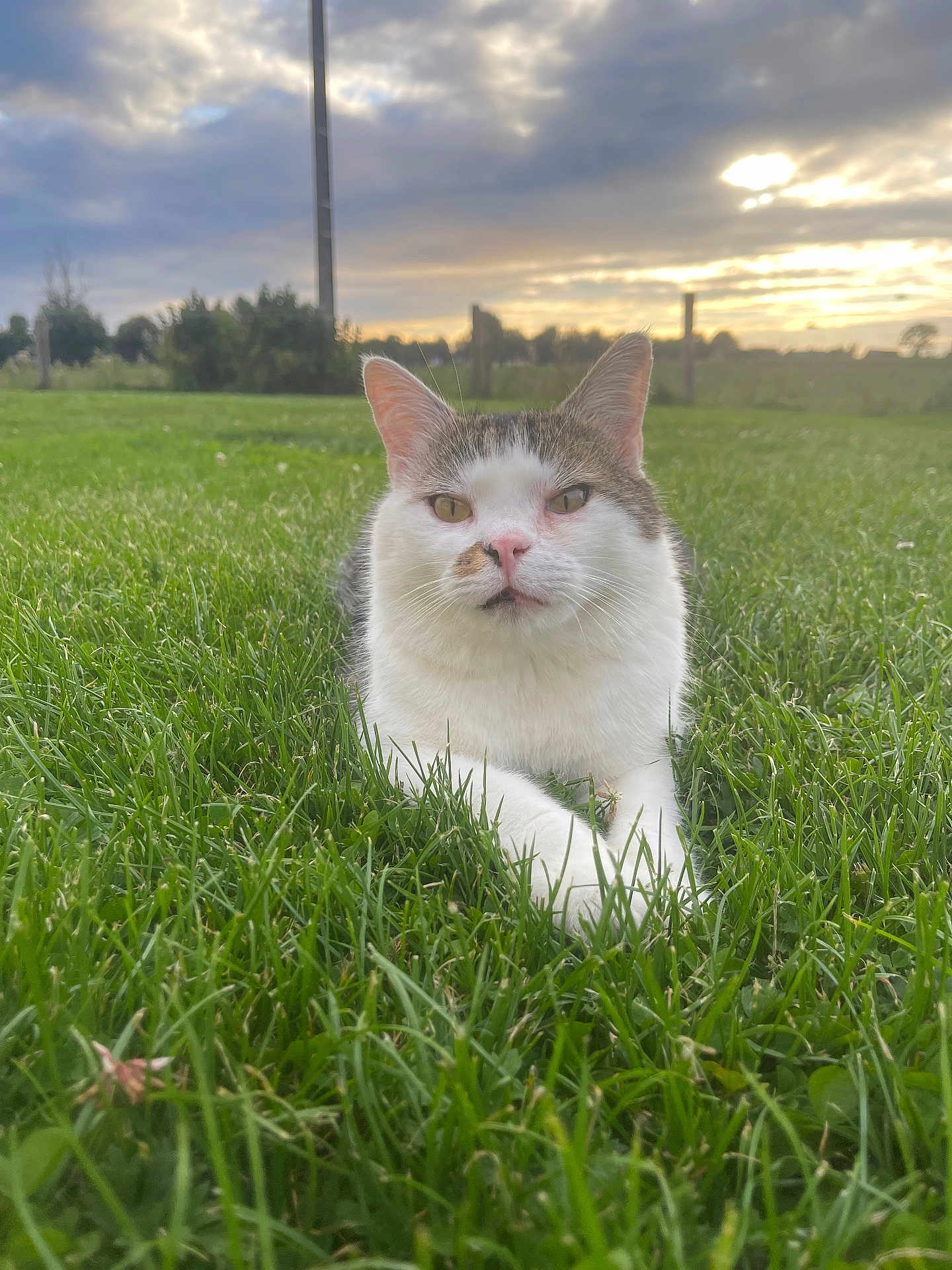 Filou participe au concours pour gagner de l'argent avec cette photo : cat, grass, outdoor, sunset, sky, clouds, animal, pet, nature, green, field, feline, mammal, relaxing, peaceful, closeup, portrait, daylight, whiskers, ears